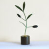 Green Miniature Olive Tree – Wooden Base